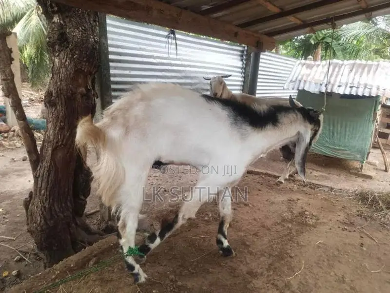 Livestock