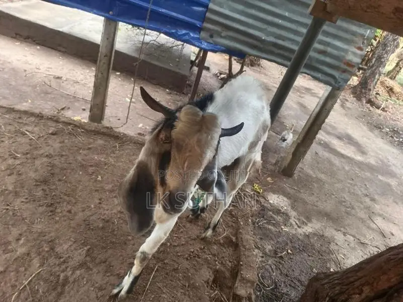 Livestock