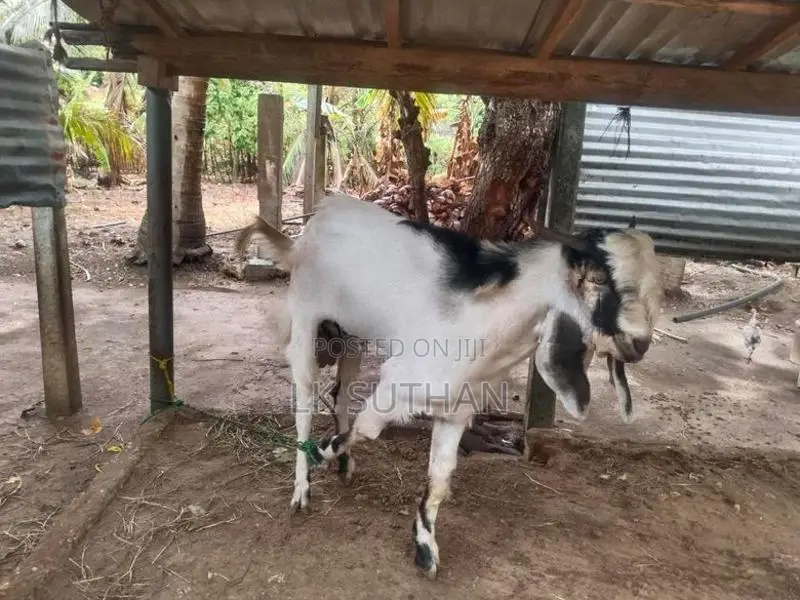Livestock