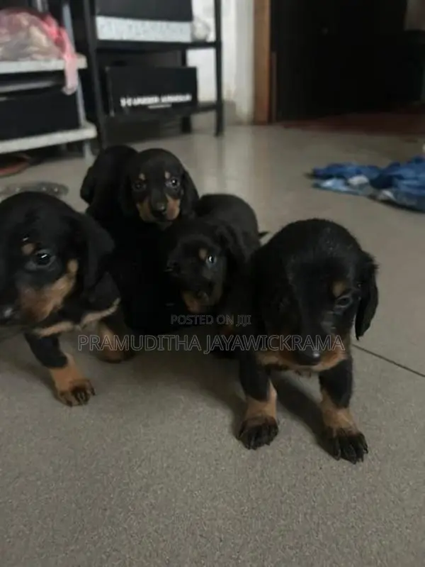 Dachshund Puppies