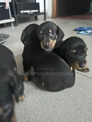 Dachshund Puppies