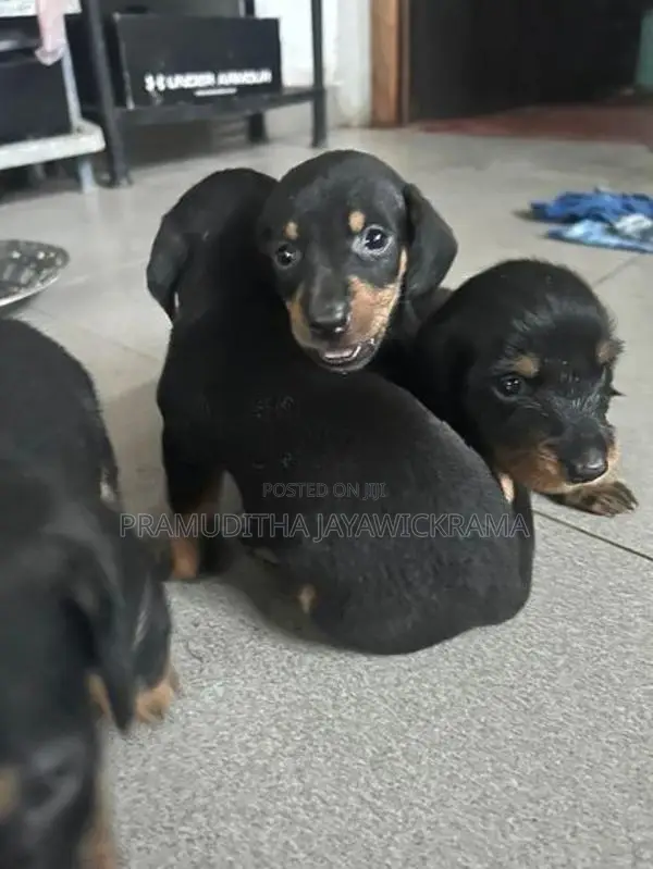 Dachshund Puppies