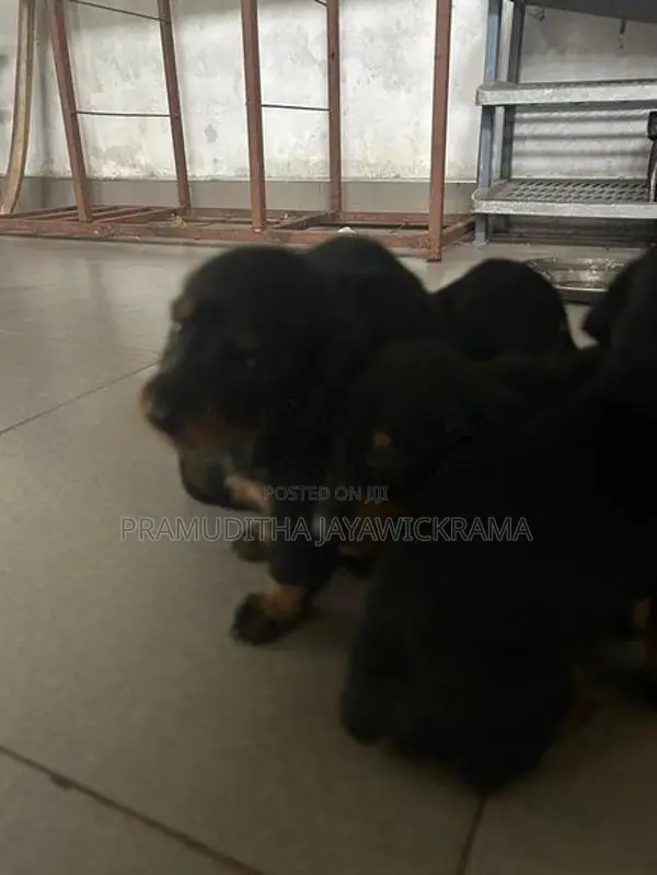 Dachshund Puppies