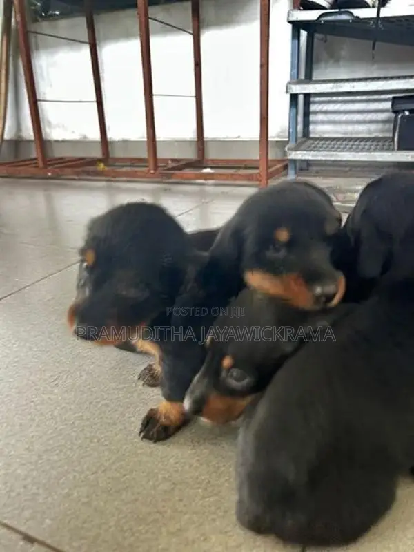 Dachshund Puppies