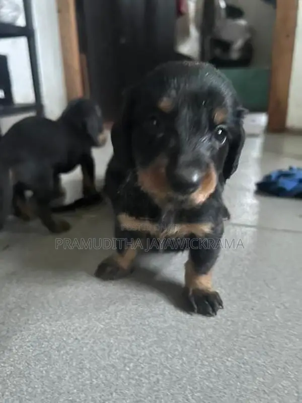 Dachshund Puppies