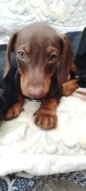 Dachshund Puppies