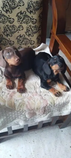 Dachshund Puppies