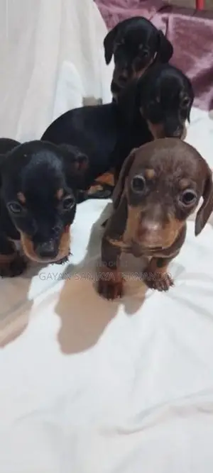 Dachshund Puppies