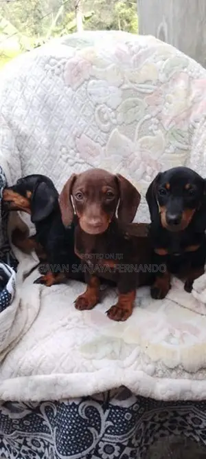 Dachshund Puppies
