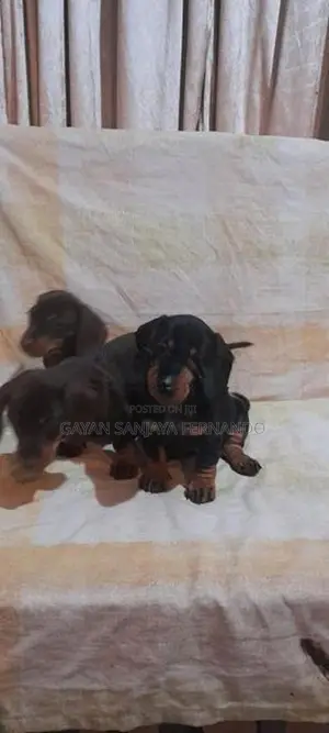 Dachshund Puppies