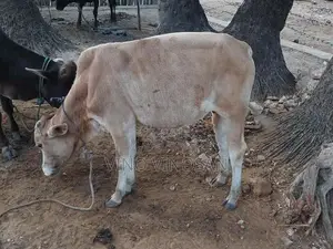 நாம்பன்