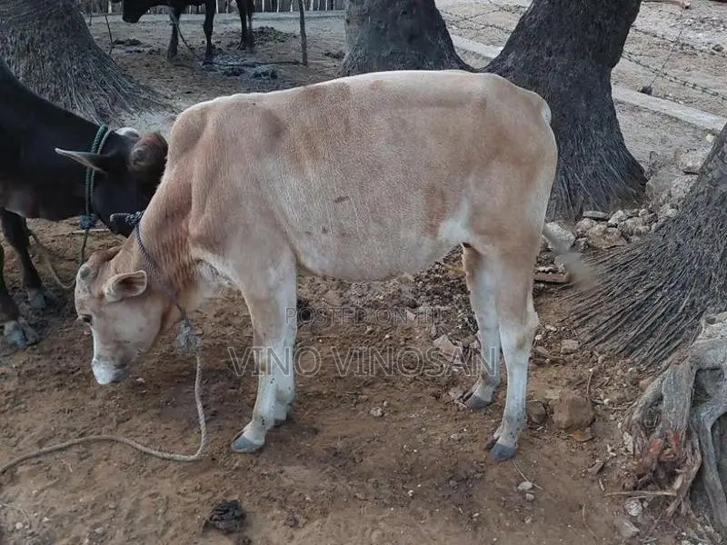நாம்பன்