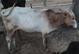 நாம்பன்