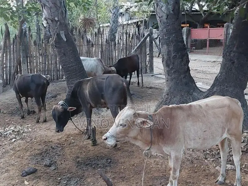 நாம்பன்