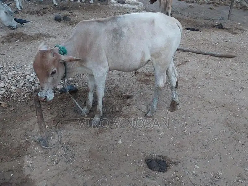 நாம்பன்