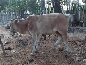 நாம்பன்