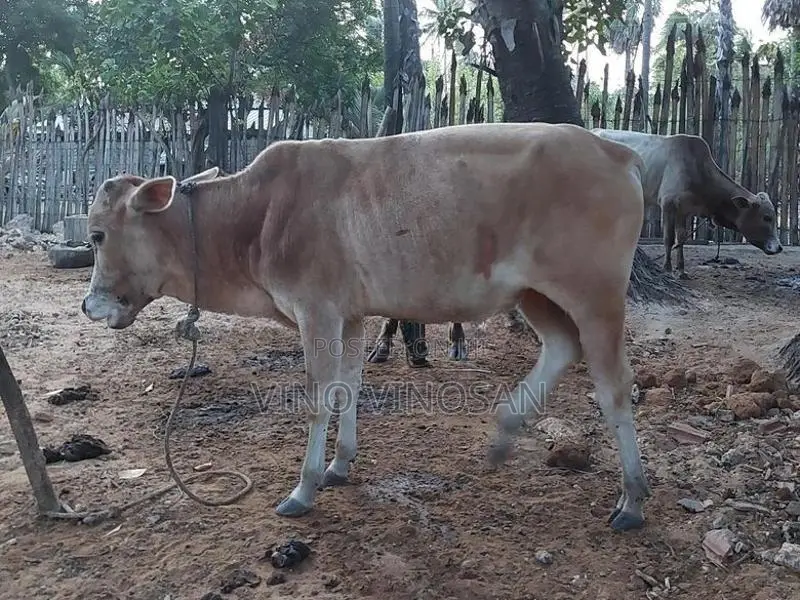 நாம்பன்