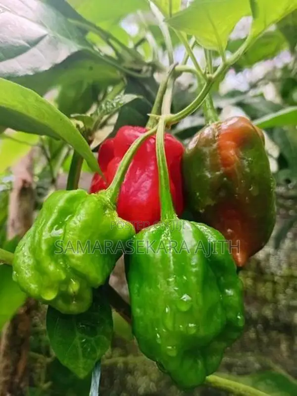 Scoch Bonet Dark Green නයි මිරිස් පැල