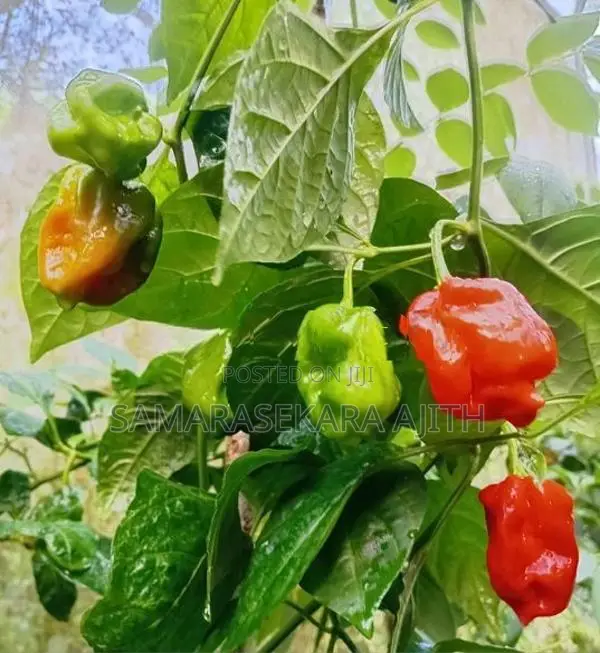 Scoch Bonet Dark Green නයි මිරිස් පැල