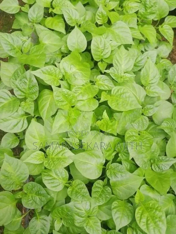 Scoch Bonet Dark Green නයි මිරිස් පැල