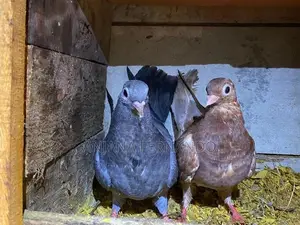 Pigeons