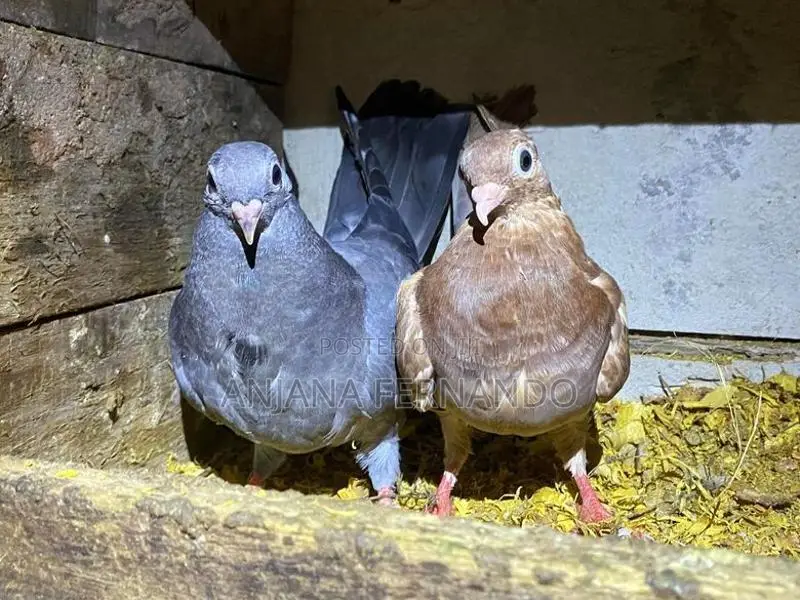 Pigeons