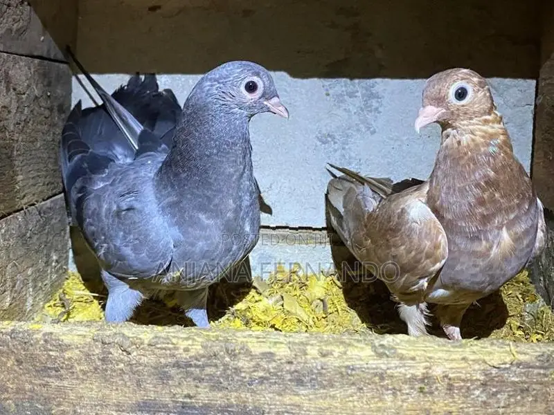 Pigeons