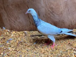 Pigeons
