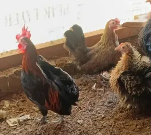 OG Bentam Chicken