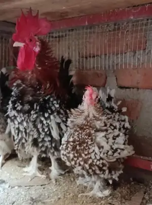 OG Bentam Chicken