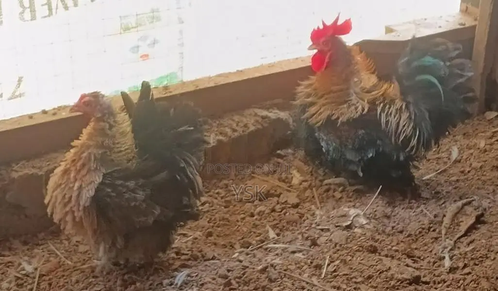 OG Bentam Chicken
