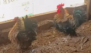 OG Bentam Chicken
