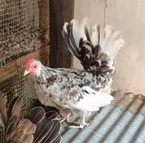 OG Bentam Chicken