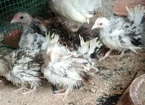 OG Bentam Chicken