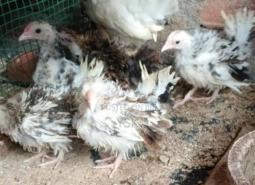 OG Bentam Chicken