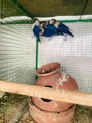 African Love Birds