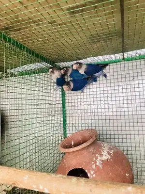 African Love Birds