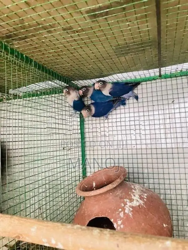 African Love Birds