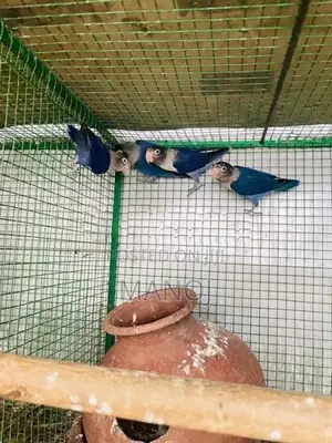 African Love Birds