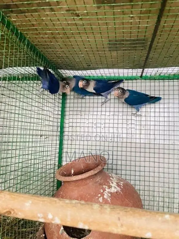 African Love Birds