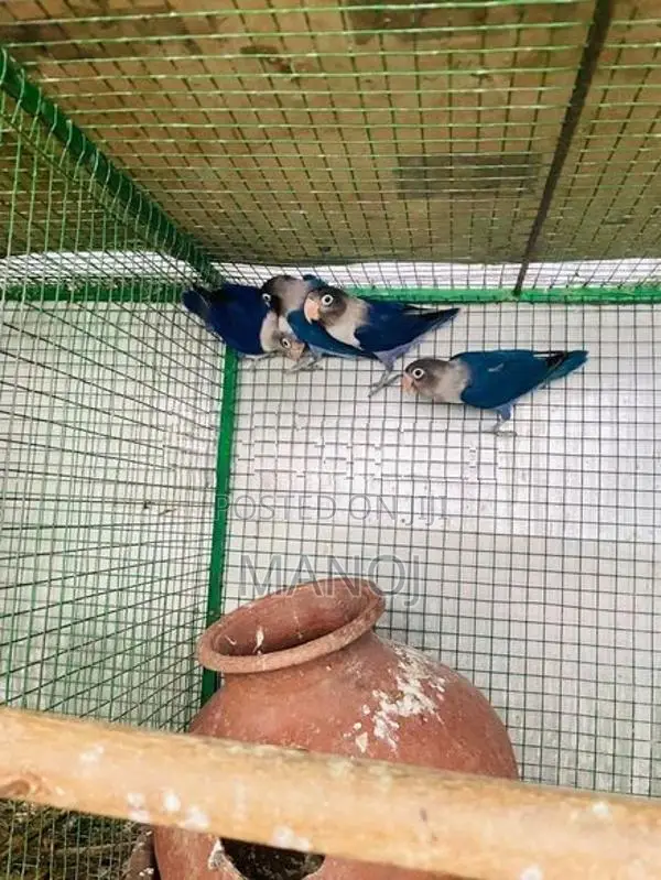 African Love Birds
