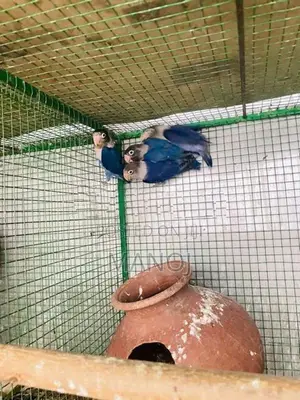 African Love Birds