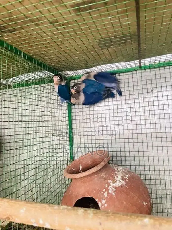 African Love Birds