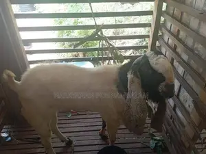 Jamnapari Goat