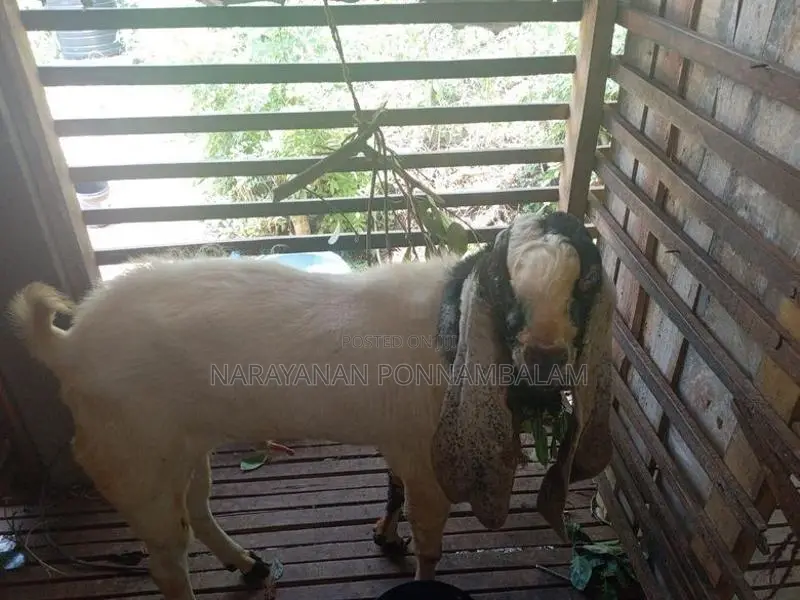 Jamnapari Goat