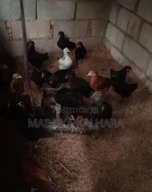 ගම් කුකුල් පැටවුන්
