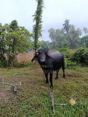 මී වැස්සියන්