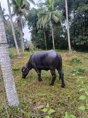 මී වැස්සියන්