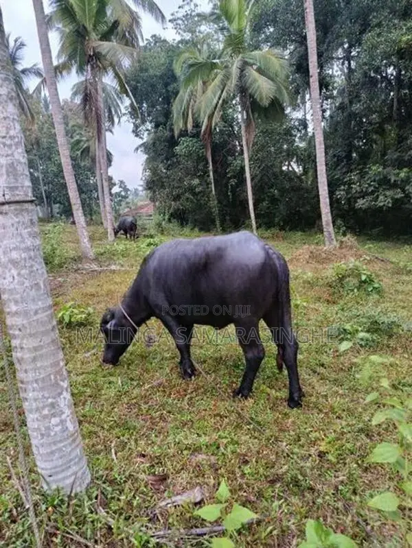 මී වැස්සියන්