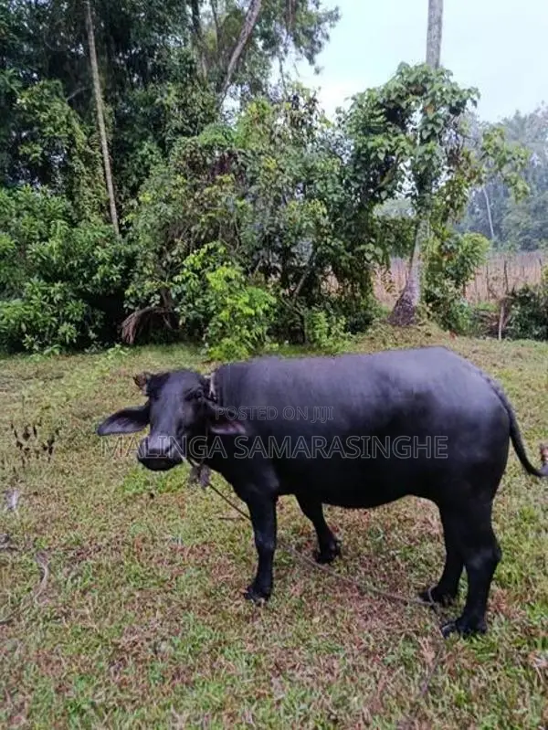 මී වැස්සියන්